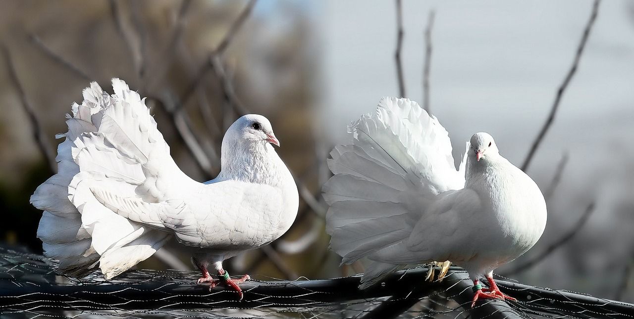 Hodowla gołębi – od czego zacząć?