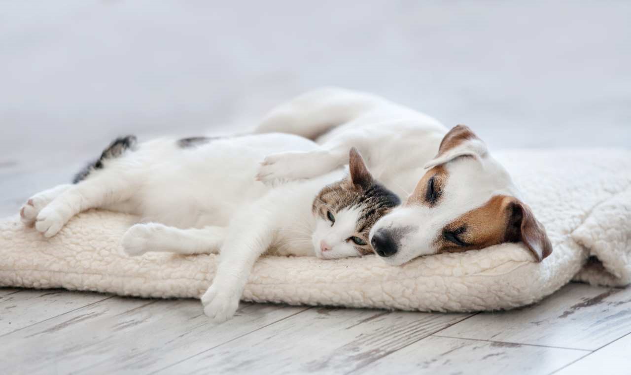 Jak można dbać o zdrowie naszych zwierzaków domowych?